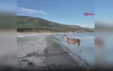 Nesli tehlikede altında… Kızıl geyik halk pl...