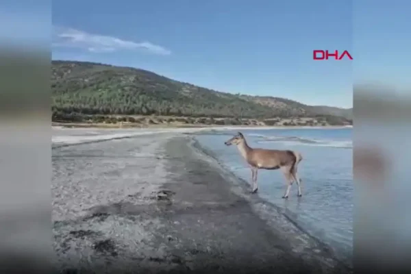 Nesli tehlikede altında… Kızıl geyik halk pl...